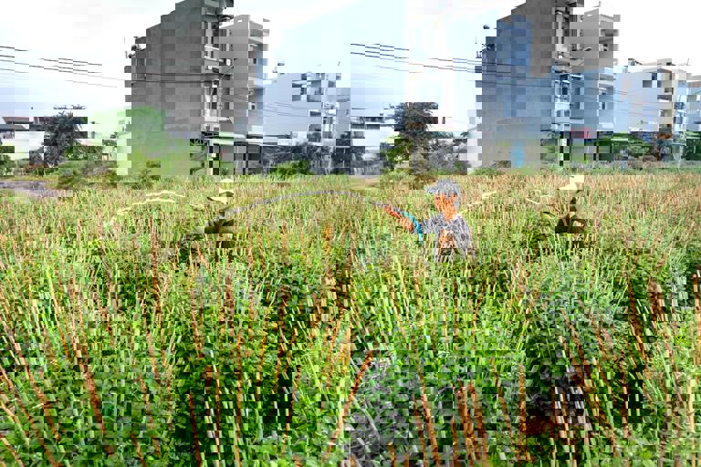 Rooftop Allotments Bring Fresh Harvest to Urban Apartment Residents